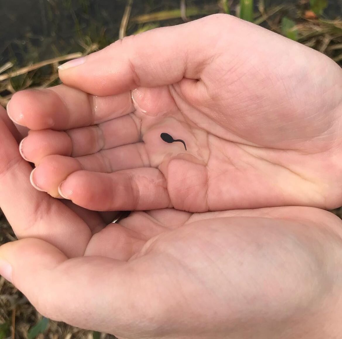 🇬🇧 Tadpole 🥰 
🇧🇷 Girino 🥰

#tadpoles #amphibians #batrachology  #herpetology #girino #anfibios #herpetologia