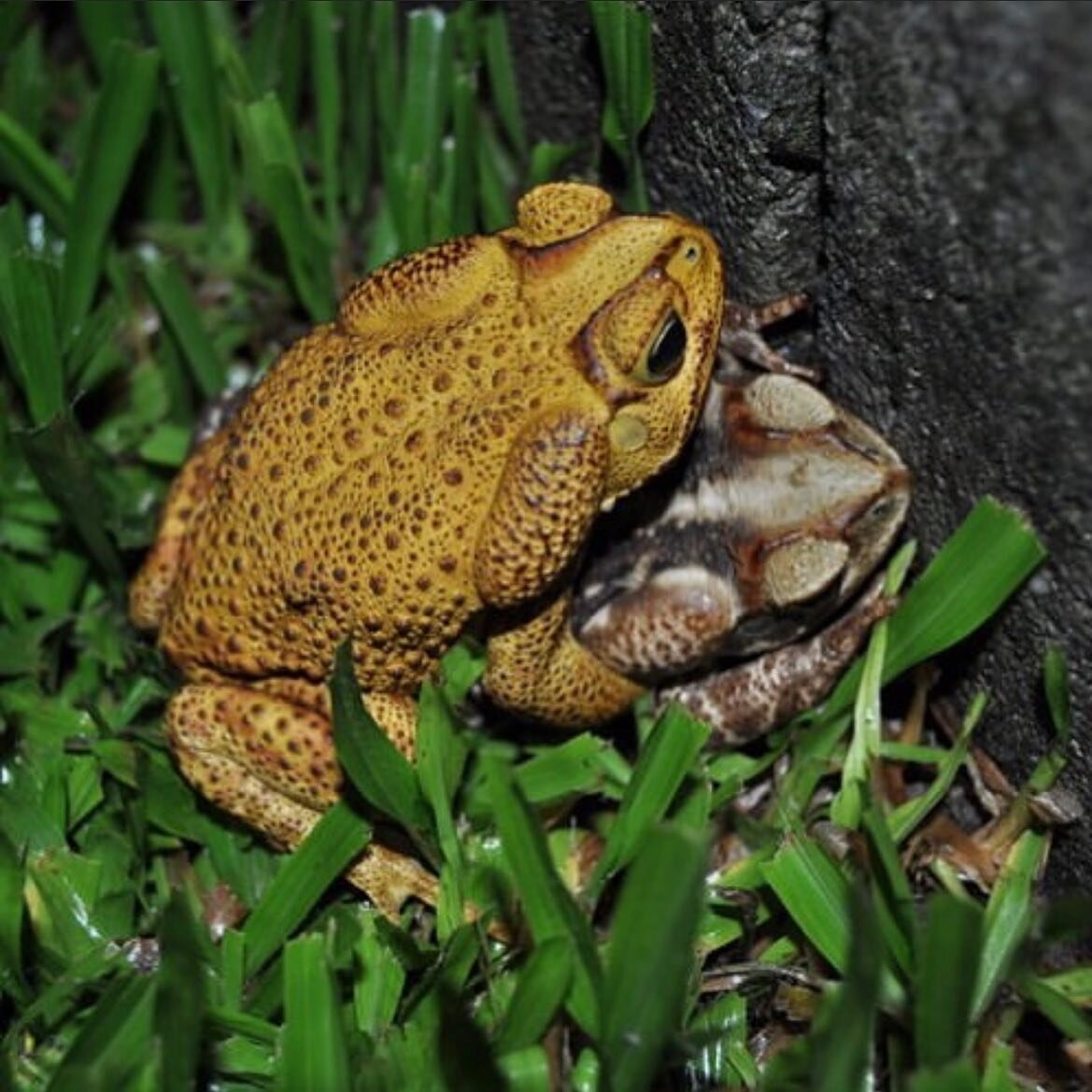 A couple of Yellow Cururu Toads (Rhinella icterica) mating. You can see clear sexual dimorphism in the specie with the males presenting a distinct yellow colouration and the females ranging from a greyish to brownish colour. I wrote about them a litt