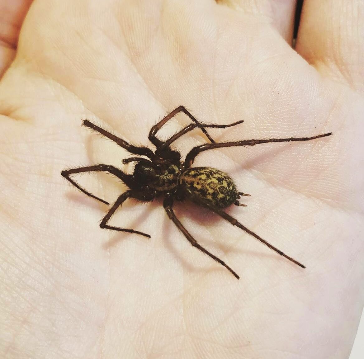 House Spider (Tegenaria gigantea) 🕷️

#spider #arachnid #housespider #tegenariagigantea #invertebrates