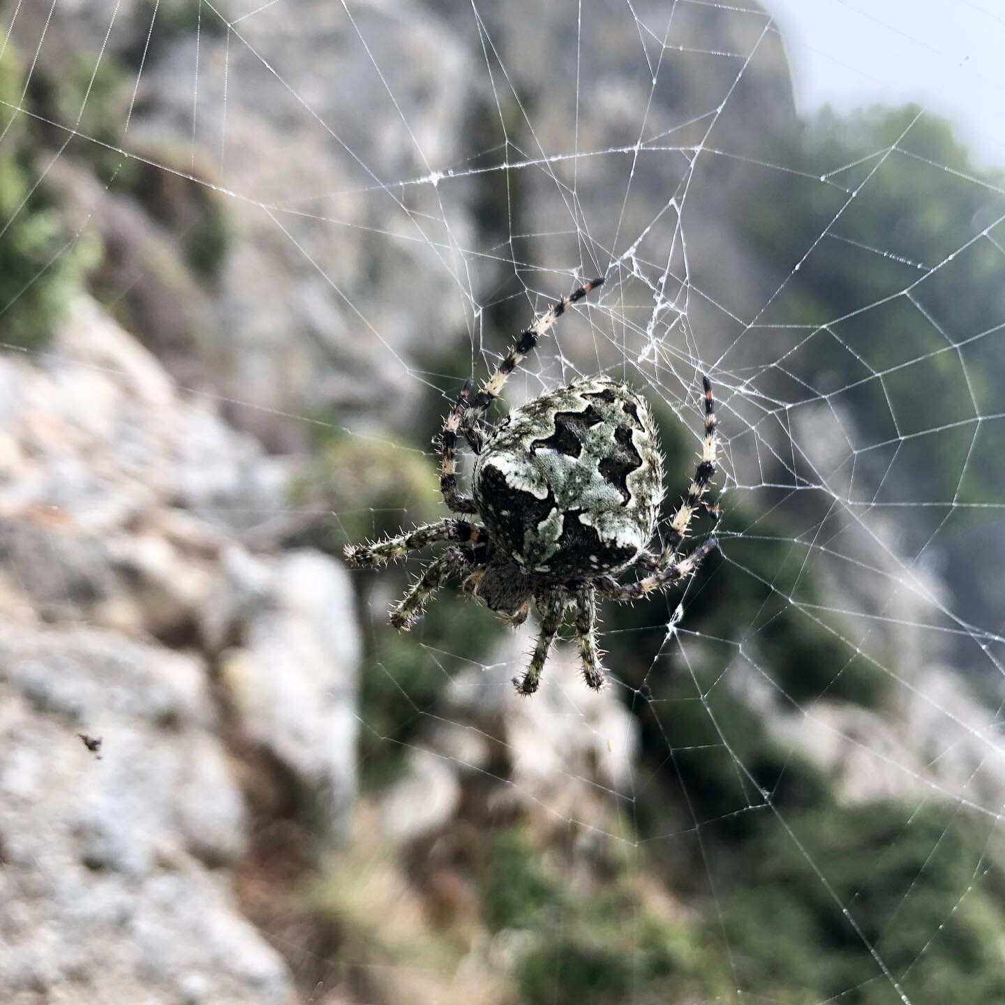 Angular Orb-Weaver Spider (Araneus angulatus) 🕷️🕸️

#spider #orbweaver #araneusangulatus