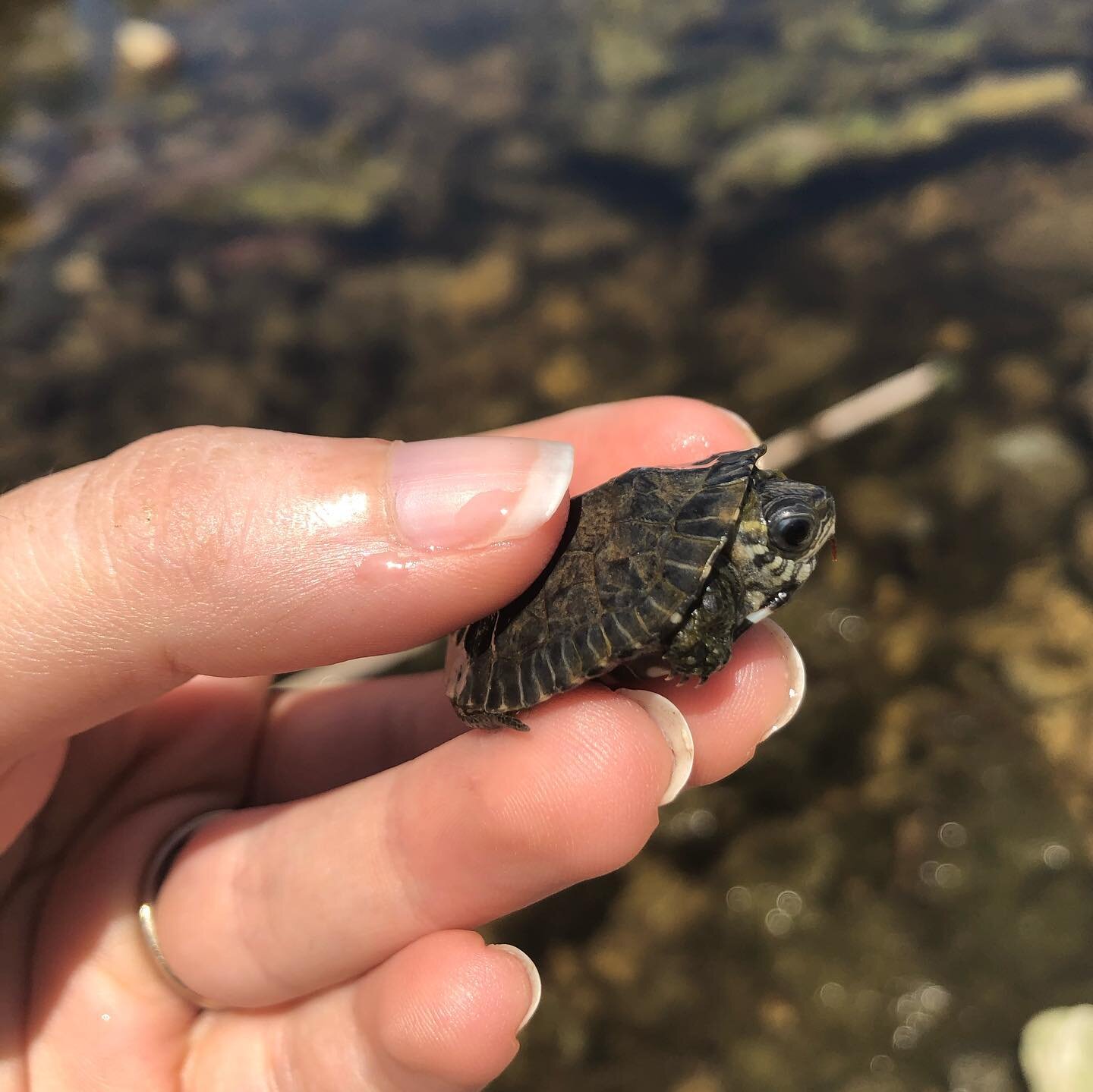 Cute little Balkan Terrapin (Mauremys rivulata)🐢

#terrapin #balkanterrapin #reptile #mauremysrivulata #cutewildlife