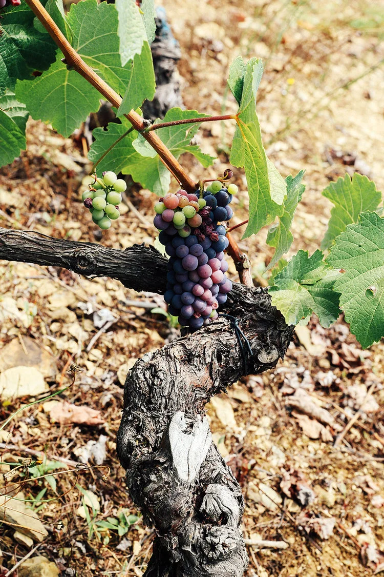 vino+de+Cangas+vineyard.jpeg © Monica R Goya