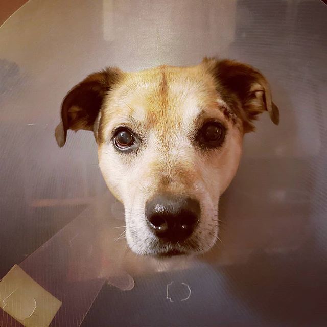 Good news! This pup's surgery had clean margins, the cancer hasn't spread to any lymph nodes and her other lumps were all different, but no cancer. Low grade two means we need to keep a close eye on her for future lumps, but for now she's cancer and 