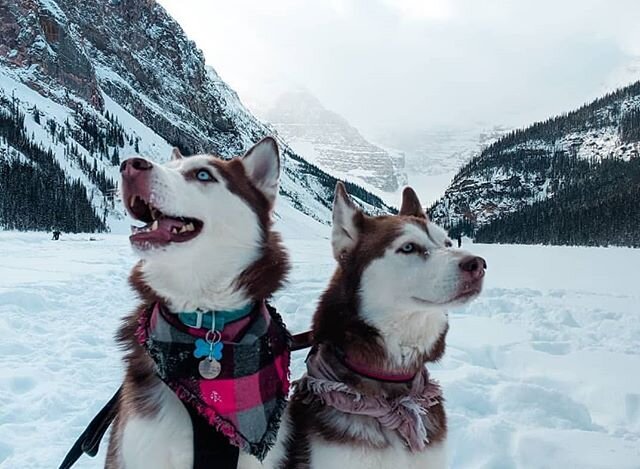 Akiina and Fourier are taking in the views and breathing in that fresh mountain air. What are you up to this weekend? 📸 @the_kleinfour_pack .
.
#tailsofyeg #yegdogs #yegpets #yeg #adventuredogs #huskiesofig #huskylove #yeggers #yeglife #mountainlife