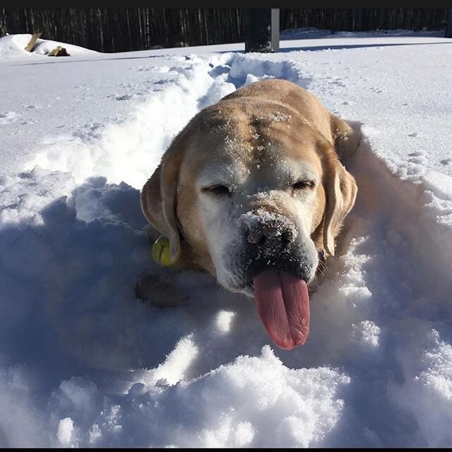 Tongue out Tuesday, indeed. Well done Saku, well done 👏
📸 @pups.paquet
.
.
#tailsofyeg #yegpets #yegdogs #yeg #yeggers #tonguesouttuesday #toungeouttuesday #dogsofinstgram #yeglife #yegwinter #yeggers