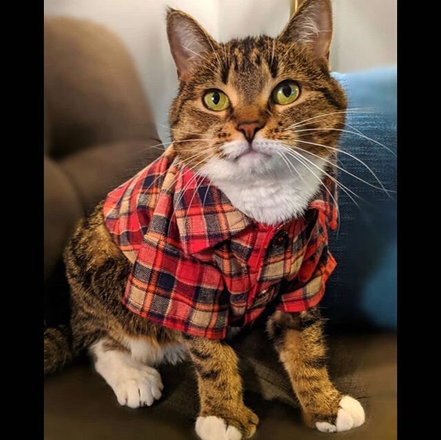 Lumbercat, Lily 🌲🪓
📷 @rescuecatlily .
.
#tailsofyeg #yegcats #yegpets #catsinplaid #lumbercats #catsofcanada #yeg #yeggers #yeglife #yegphoto #catsofyeg