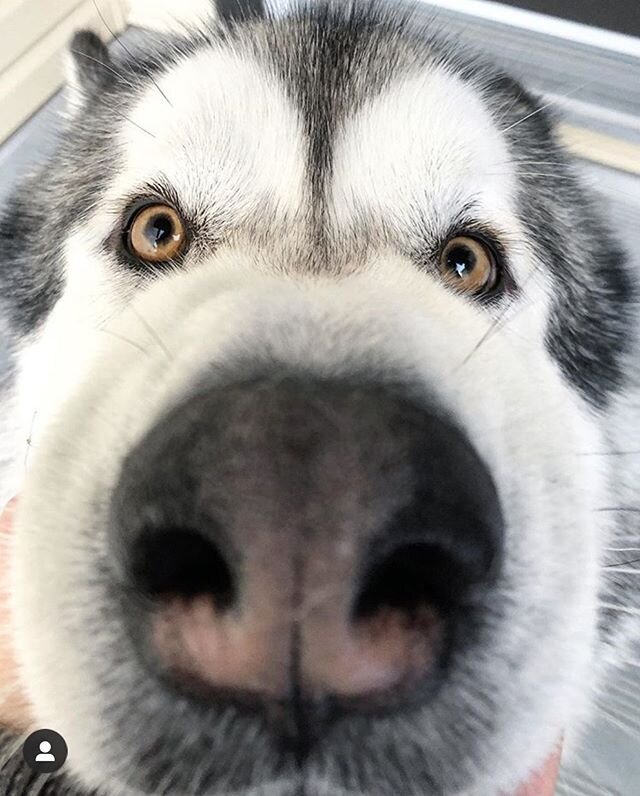 Is this 6 feet away? #socialdistancing101 
@kobisworld .
.
#tailsofyeg #yegdogs #yegpets #yeg #yegphoto #yeggers #yeglife #huskiesofinstagram #huskylove #boopmynose