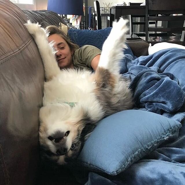 What's your home/work life looking like right about now?
📸 @shitheadmadden
.
.
We're sharing photos of your #pawleagues and #homebuddies Tag #tailsofyeg to spread the joy!
.
.
#yegdogs #yegpets #yegphotos #yegathome #workingfromhome #stayhome #yegge