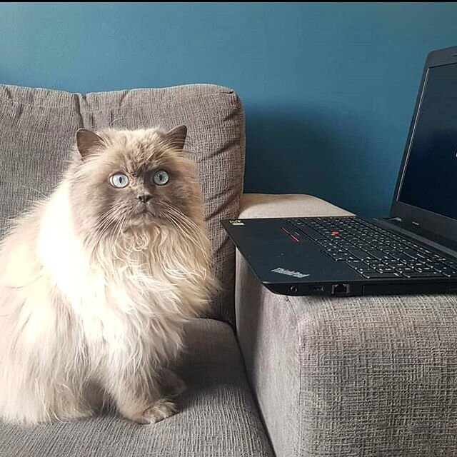 You want me to work? I'm far to fabulous for this.
📸 @zhuzhu.thecat .
.
#tailsofyeg #yegdogs #yegcats #yegpets #workingfromhome #pawleagues #homebuddies #yeg #yeggers #yeglife #catsatwork #catsofyeg #catstagram