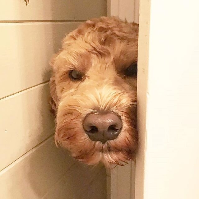 Thought ya could hide did ya? 📸 @toby_wan_kenobie
.
.
We're sharing photos of your #pawleagues and #homebuddies Tag #tailsofyeg to spread the joy!
.
.
#yegdogs #yegpets #yegphotos #yegathome  #stayhome #yeggers #yeglife #puppylove #happytails #yeg #