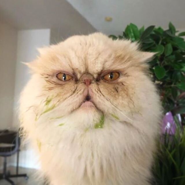 It wasn&rsquo;t me, Karen. I don&rsquo;t even like smoothies.
📷 @blitz_the_persian_cat .
.
#tailsofyeg #yegpets #yegcats #catsofyeg #yeg #yeglife #yeggers #edmontoncats #catskills #persiancats #catsdoingthings #catface #karencatmemes