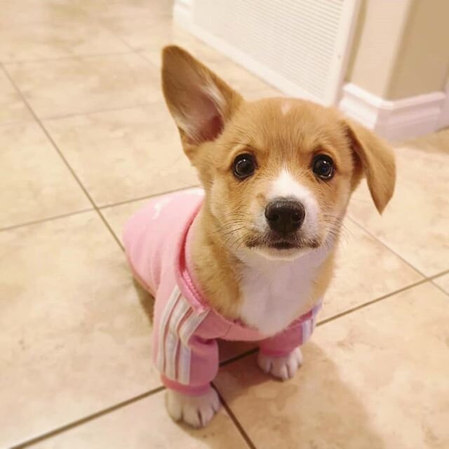 Tater thought today might be the day the left ear went up. Maybe tomorrow, Tater. Maybe tomorrow.
📸 @pawtater
.
.
#tailsofyeg #yegdogs #yeg #yegphoto #thoseearsthough #puppylove #yegpets #yeglife #yeggers #corgisofyeg #corgisofinstagram