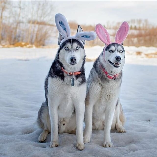 Rare and wild siberian bunnies 🐰#hoppyeaster
📸 @huskyylife
.
.
#tailsofyeg #happyeaster #yeg #yeglife #huskylove #huskiesofinstagram #siberianhuskies #yeggers #yegphoto #yegpets #yegdogs #thoseearsthough