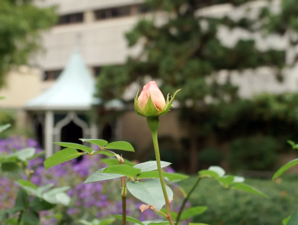 Something Worthwhile