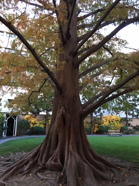 Prouty Supporters Appeal PHC Decision