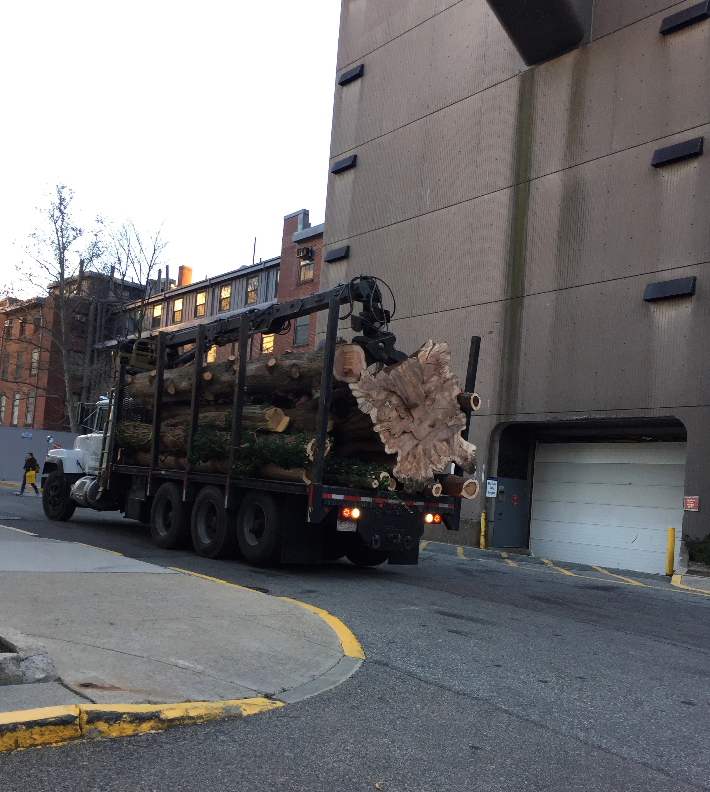 The Dawn Redwood is carted away from the Prouty Garden. December 3, 2016