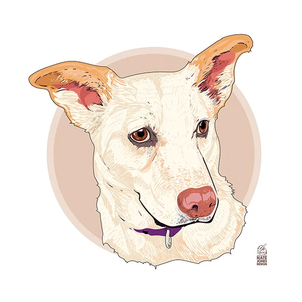 white lab corgi preview.jpg