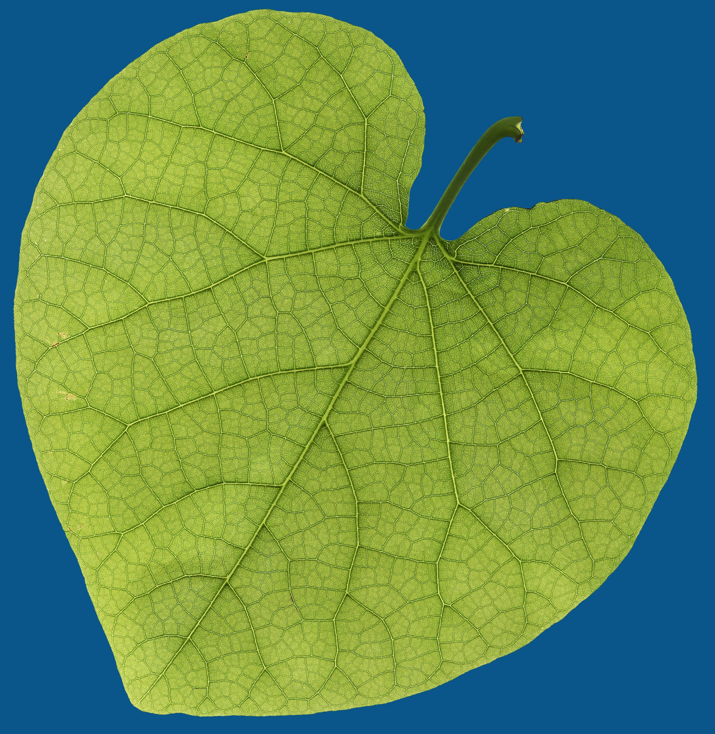 leaf-logo-autumn-2.jpg