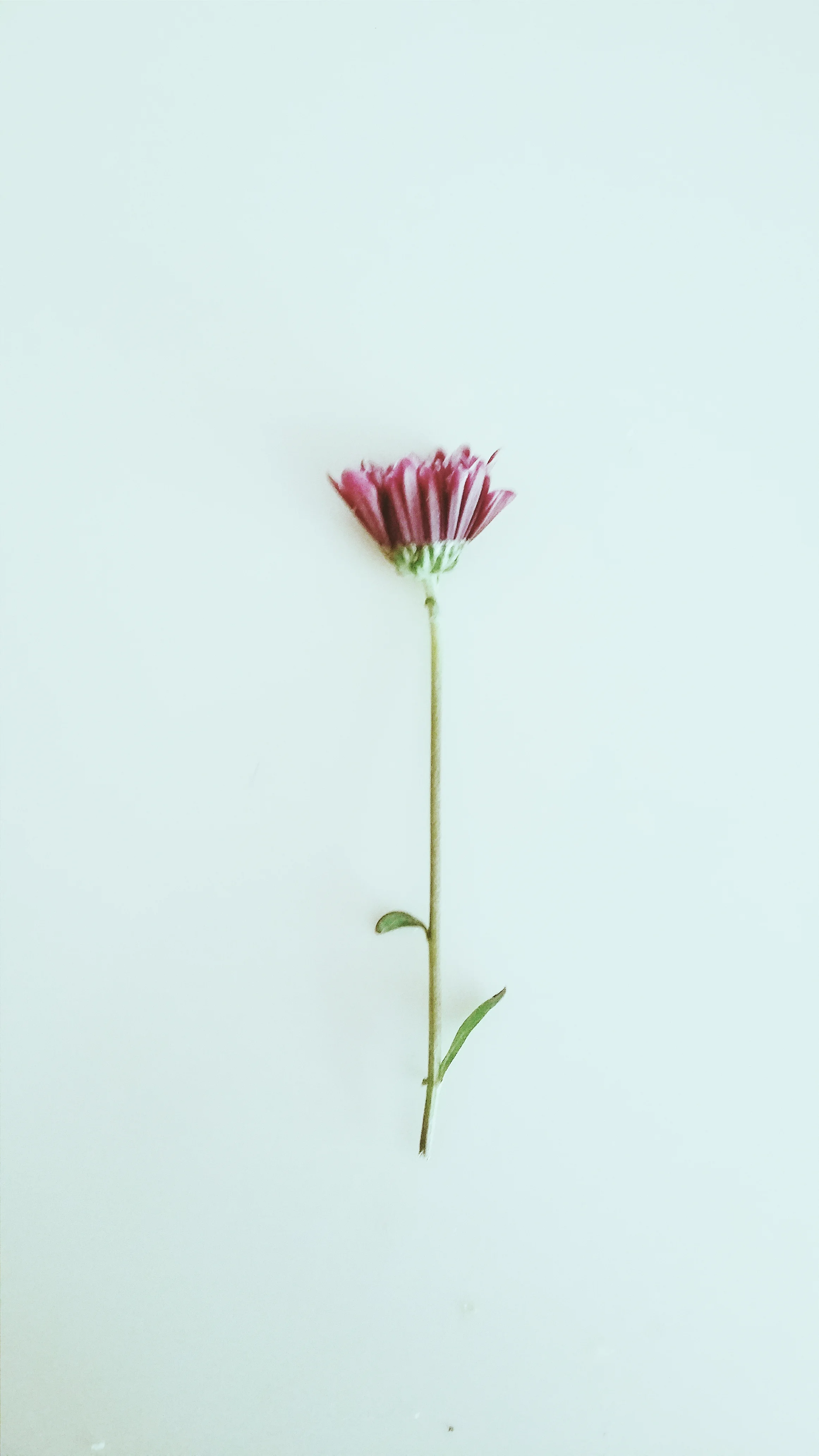 some short sentences about love