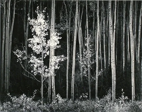 photo via the official ansel adams website