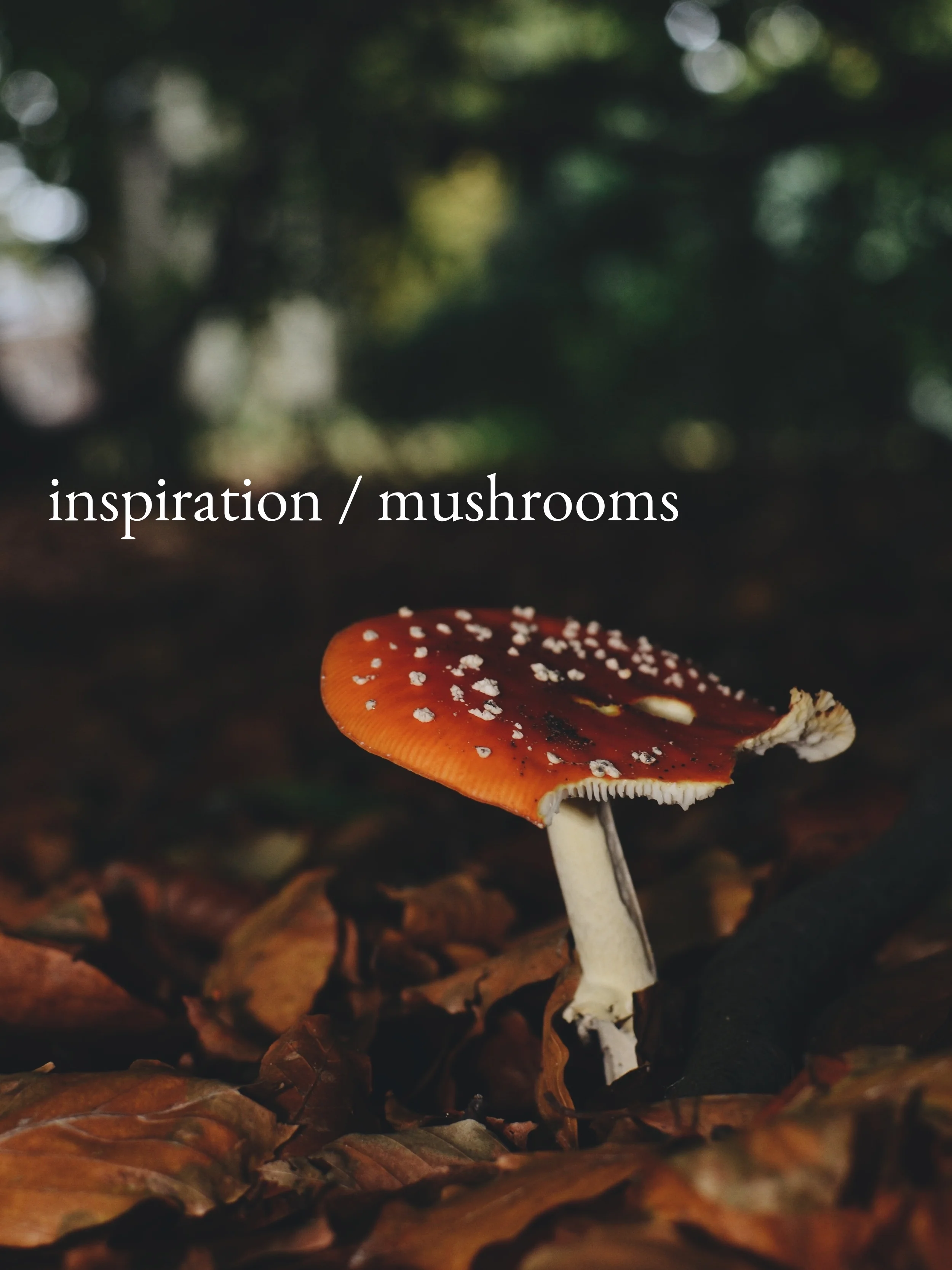inspiration / mushrooms 