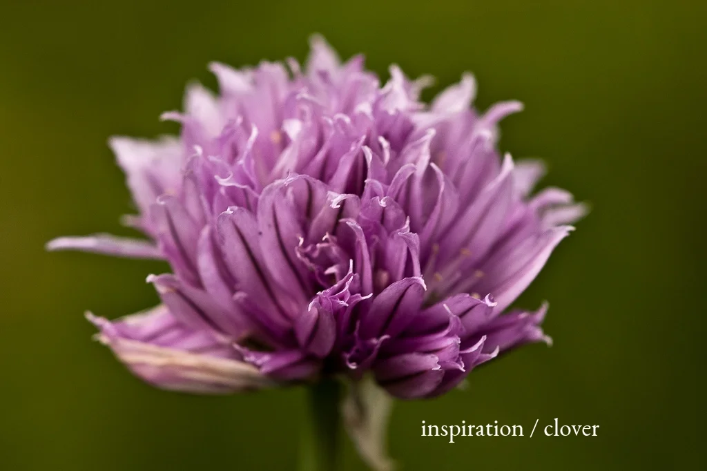 inspiration / clover