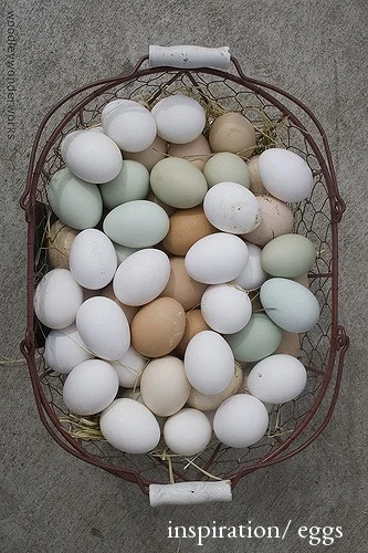inspiration / eggs