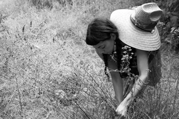 Carla Vargas-Frank, gathering Yarrow stocks and seed in Austin, Texas.