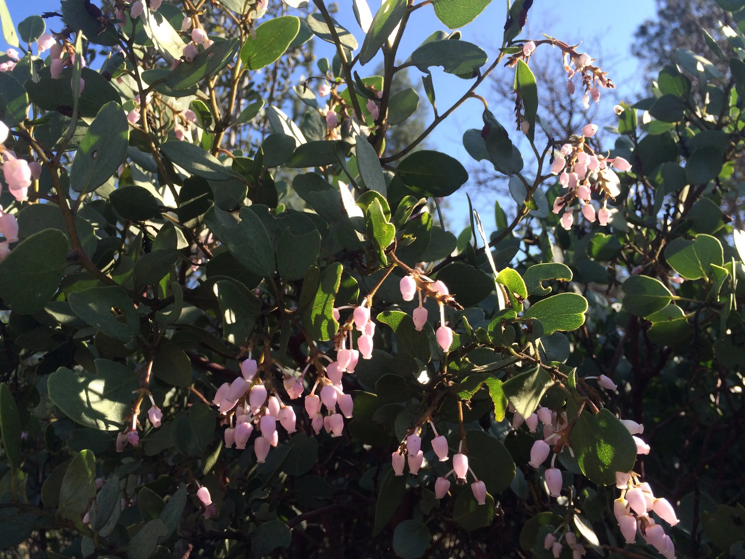 Siskiyou Manzanita in Fort Jones, California