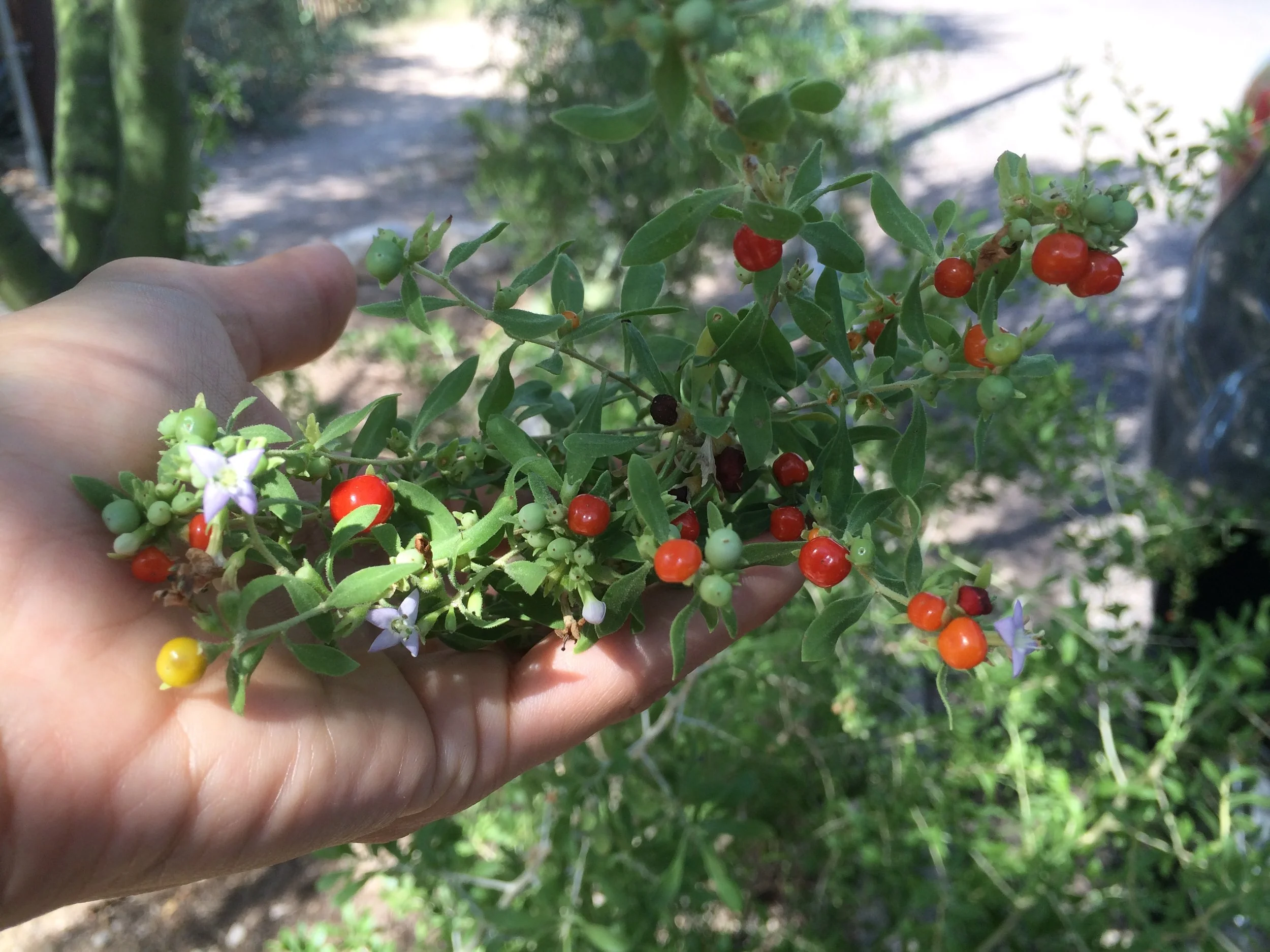 Wolfberry in Tucson, AZ