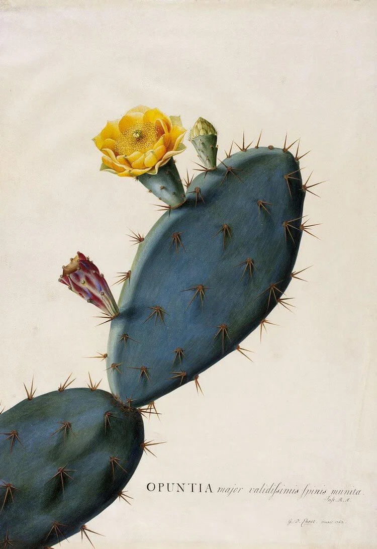 opuntia.postcard.jpg