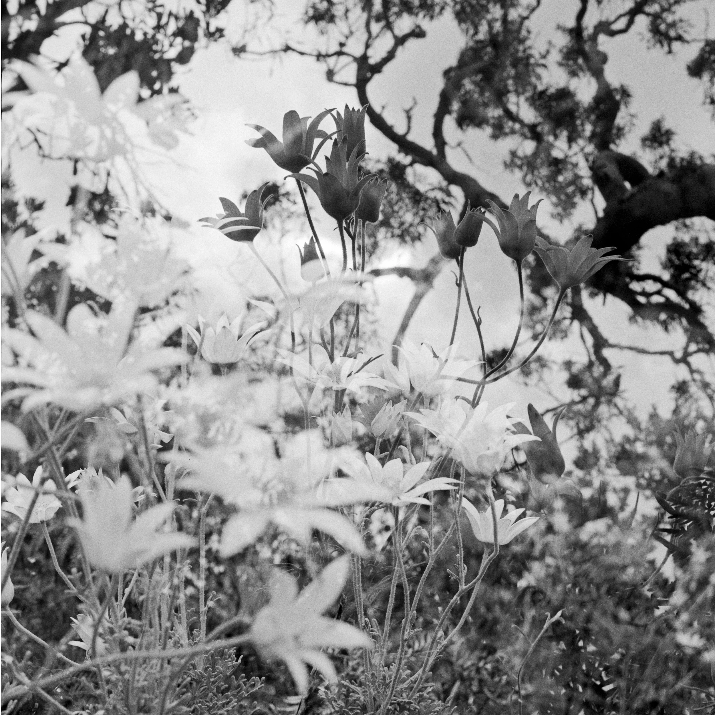   Bushland  (120mm photograph, 2015)  Available to purchase via  Day Gallery  (New South Wales) or  Cream Town  (Victoria)  