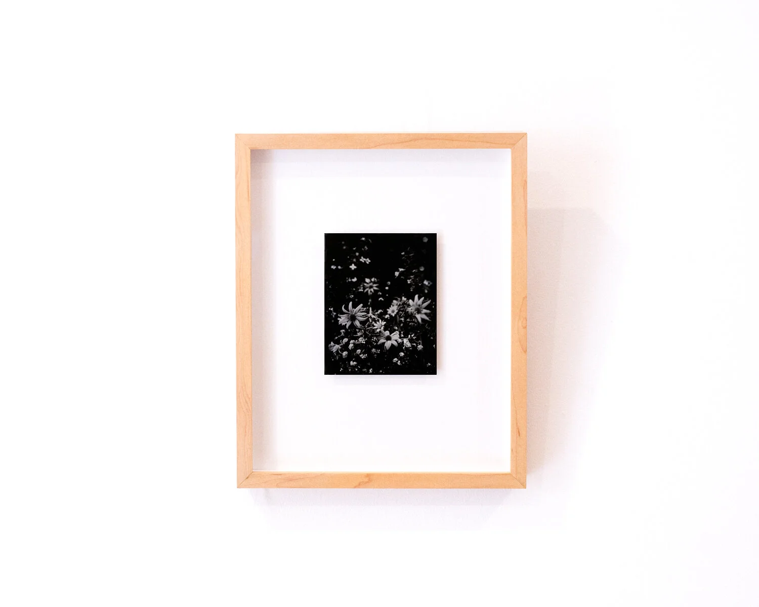  After Atkinson IV (framed tintype, 2020)   After Atkinson I to III available to purchase at  Day Gallery  (Blue Mountains, Australia)  With thanks to East Coast Wildflowers 