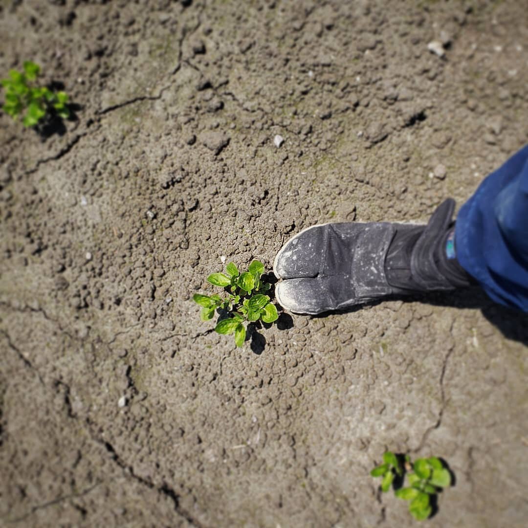 Planting season has begun!
New beginnings. What I learned from this past year... Don't be so caught up with your dreams to ignore the signs and red flags of a situation.  When people abuse you and take advantage learn to go with your gut and say good