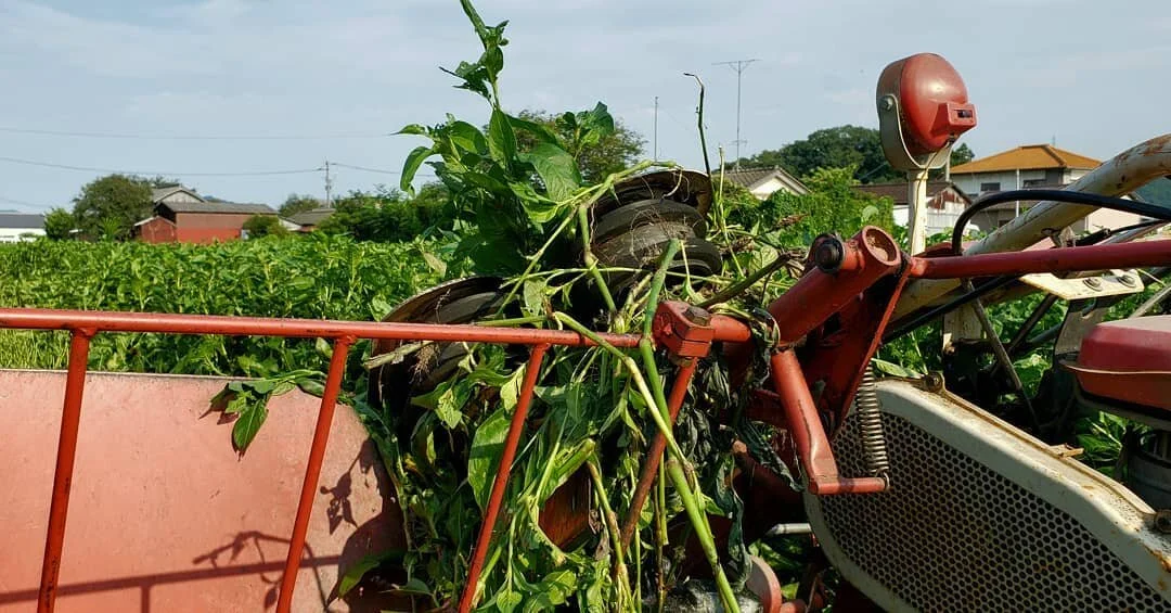 Blood, sweat, and tears.

#harvest #bloodsweatandtears #indigo #aizome #handmade #藍染 #farm #farmlife #indigoplant #polygonumtinctorium #plants #planting #blue #japaneseindigo #koreanindigo #sunnydays #hardwork #indigodye #patreon #💙 #🌱