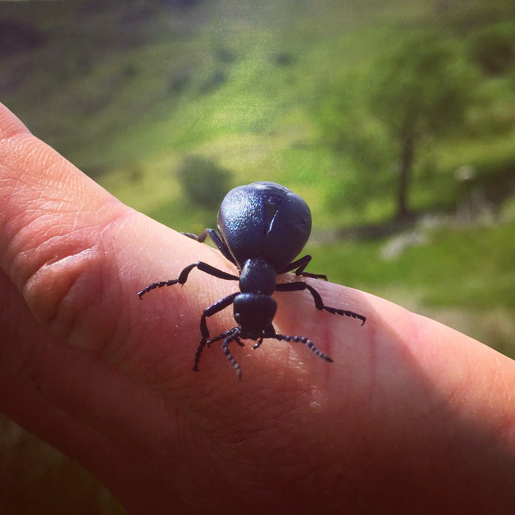 beetle.jpg