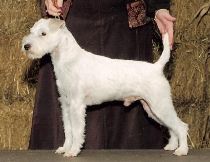 Ch. Parson Puck Fair "Declan"