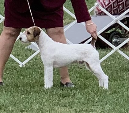 CH Cobblestones Untouchable               "Cappy"