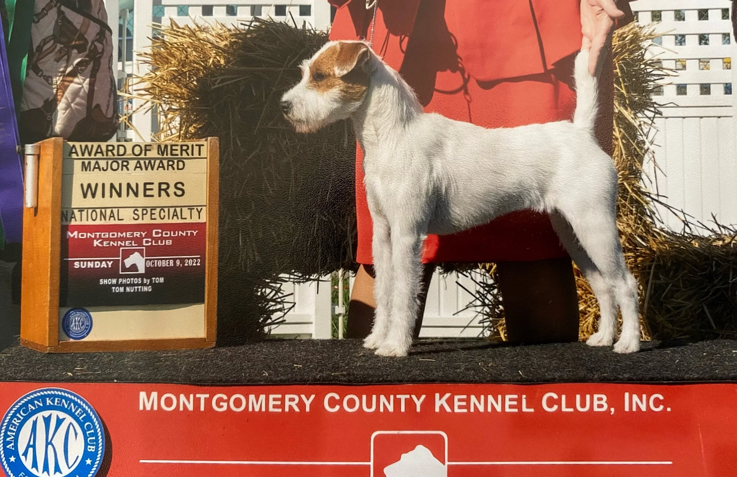 Cobblestones Million Dollar Baby “Ivy”