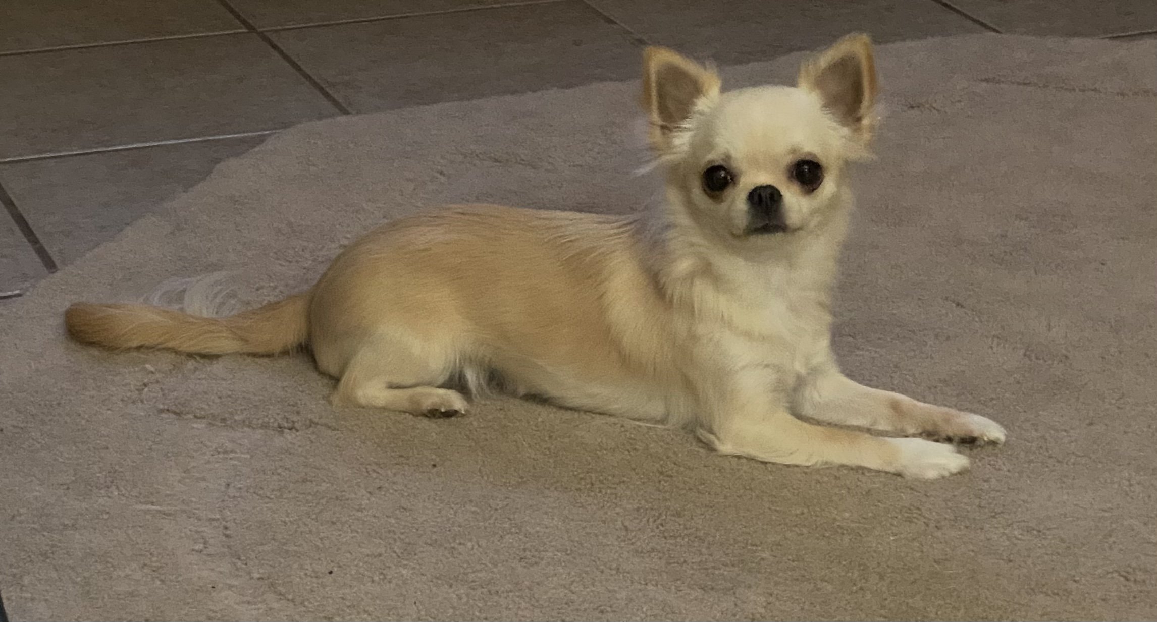 Cobblestones Mexican Rose “ Rosa”