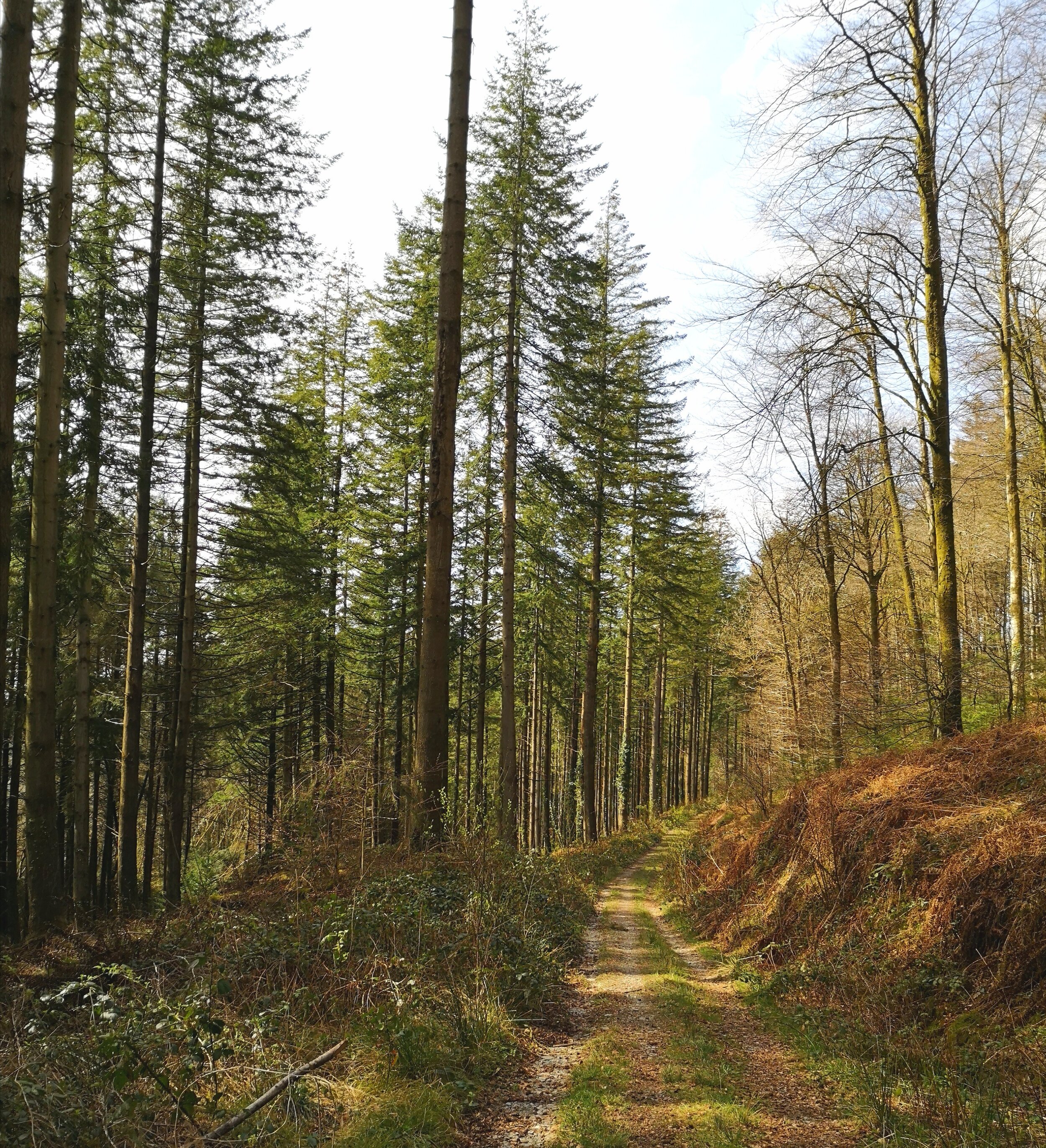 A stroll in Brechfa Forest from Glangwili Mansion