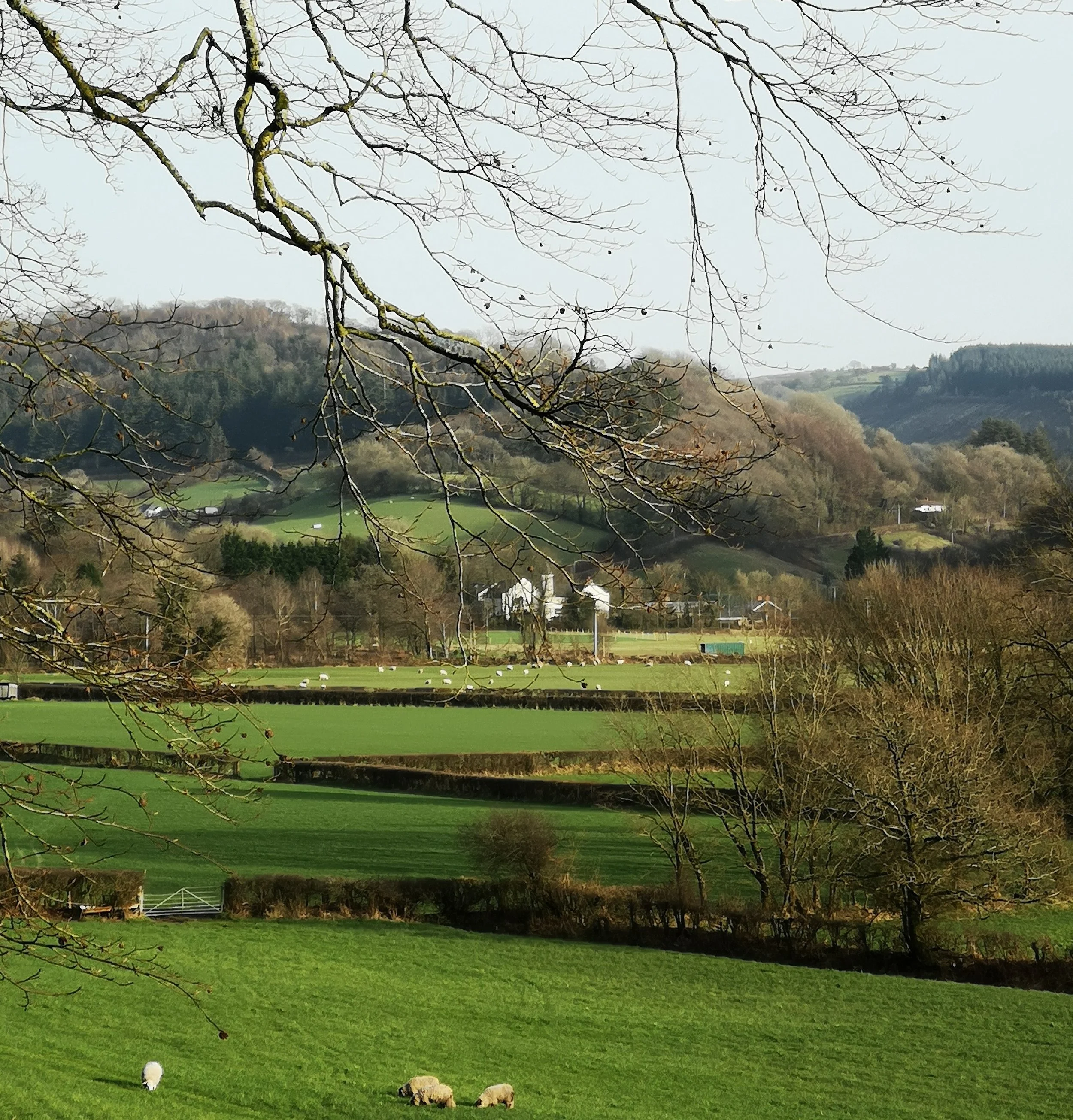 Gwili Valley.jpg