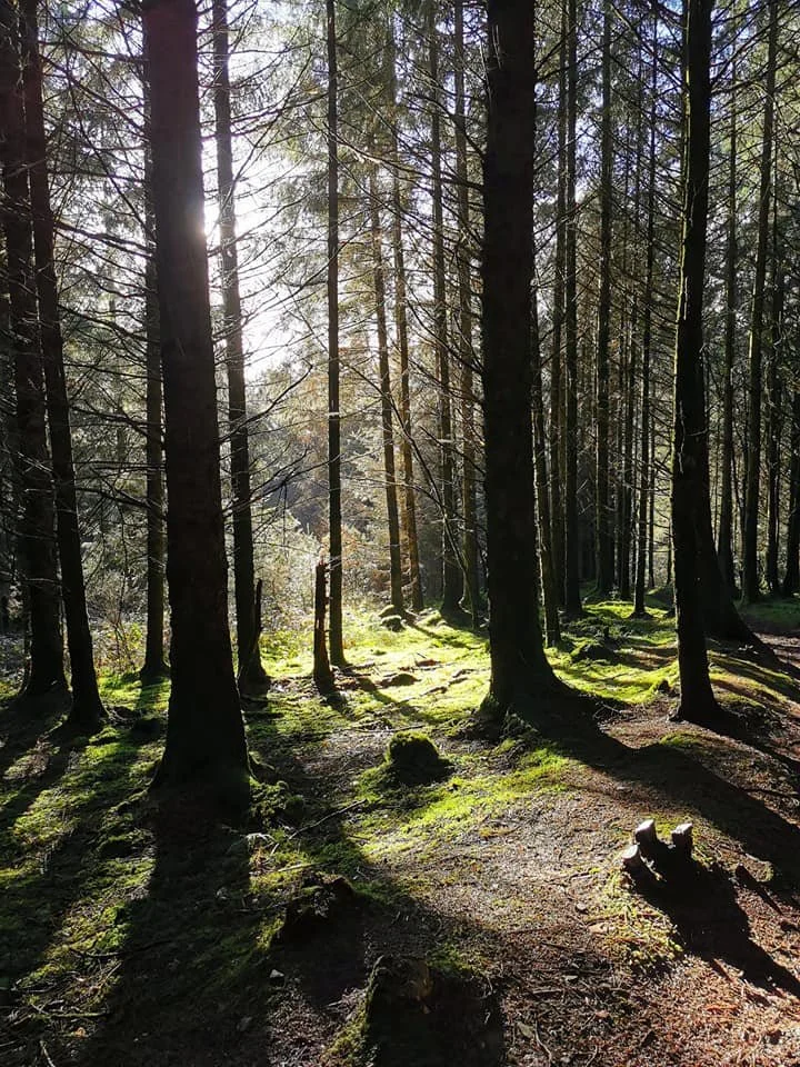 Brecfa Forest.jpg
