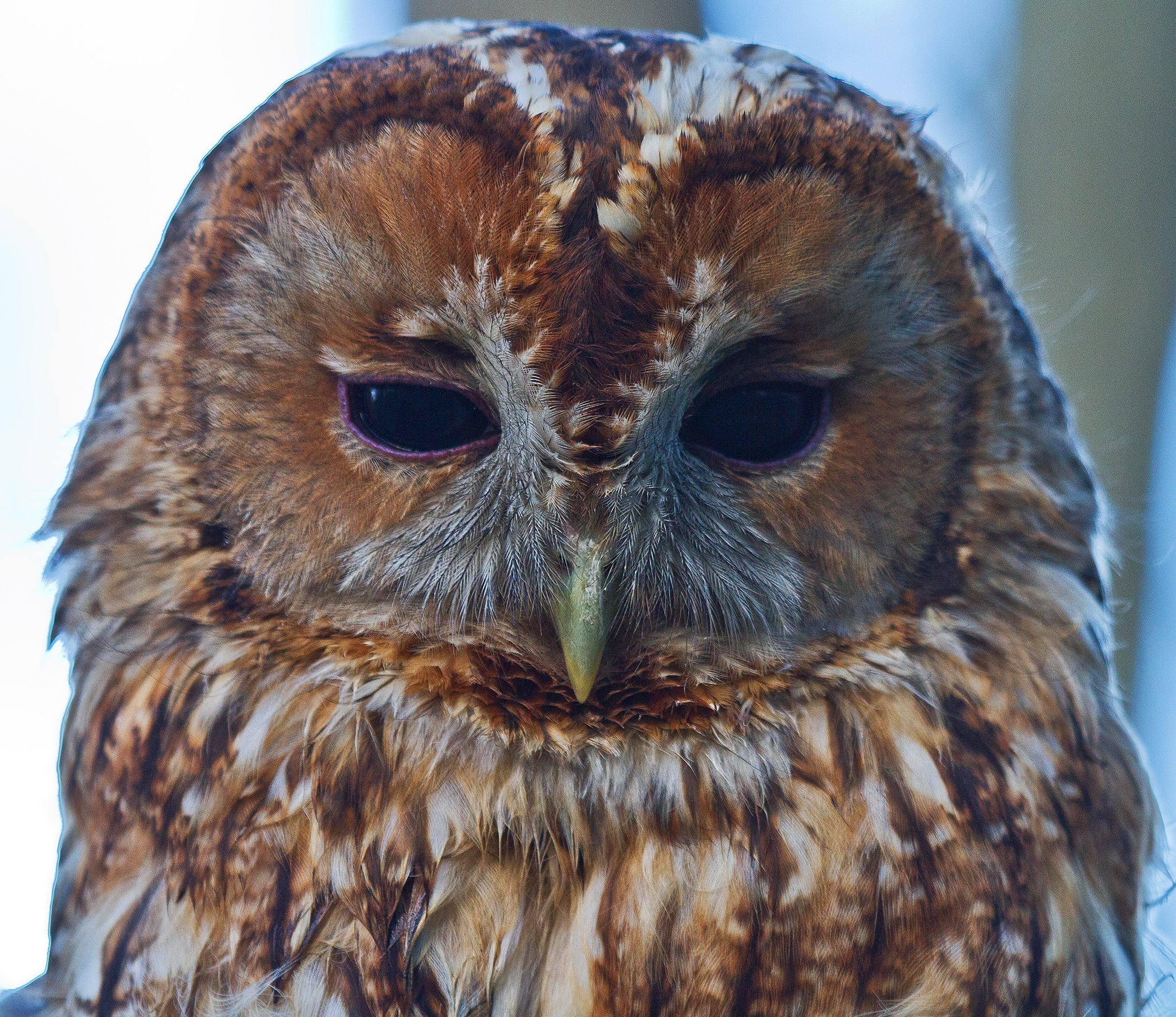 Tawny owl - Strix aluco