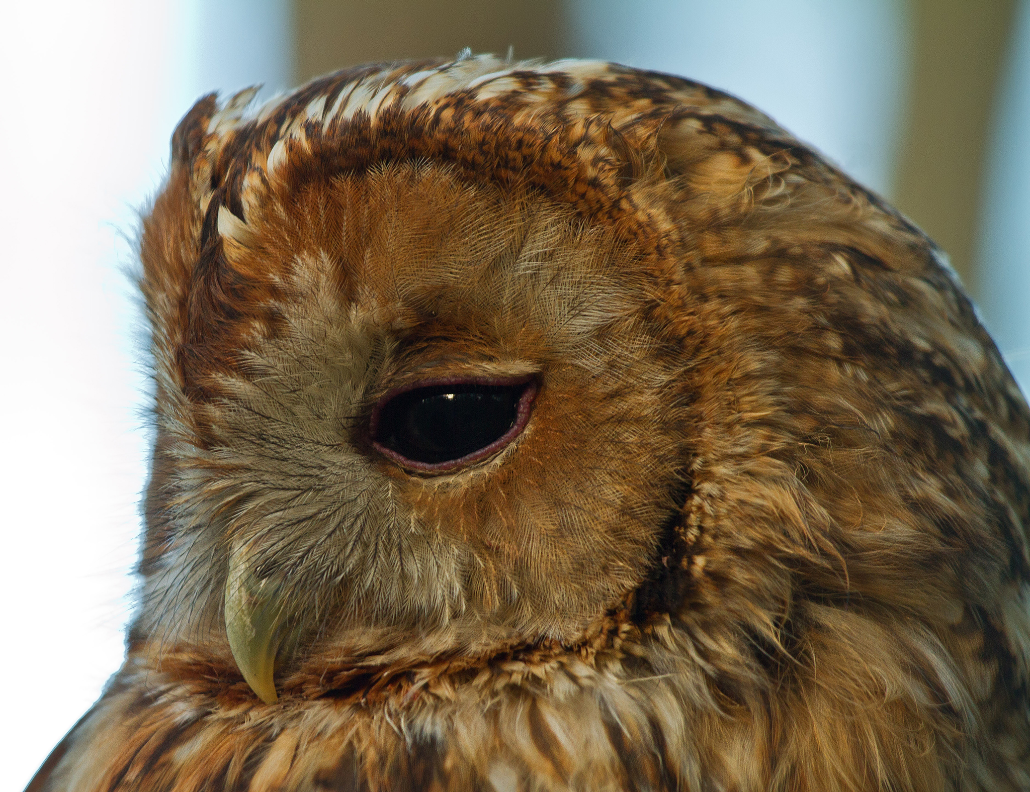 Tawny owl - Strix aluco