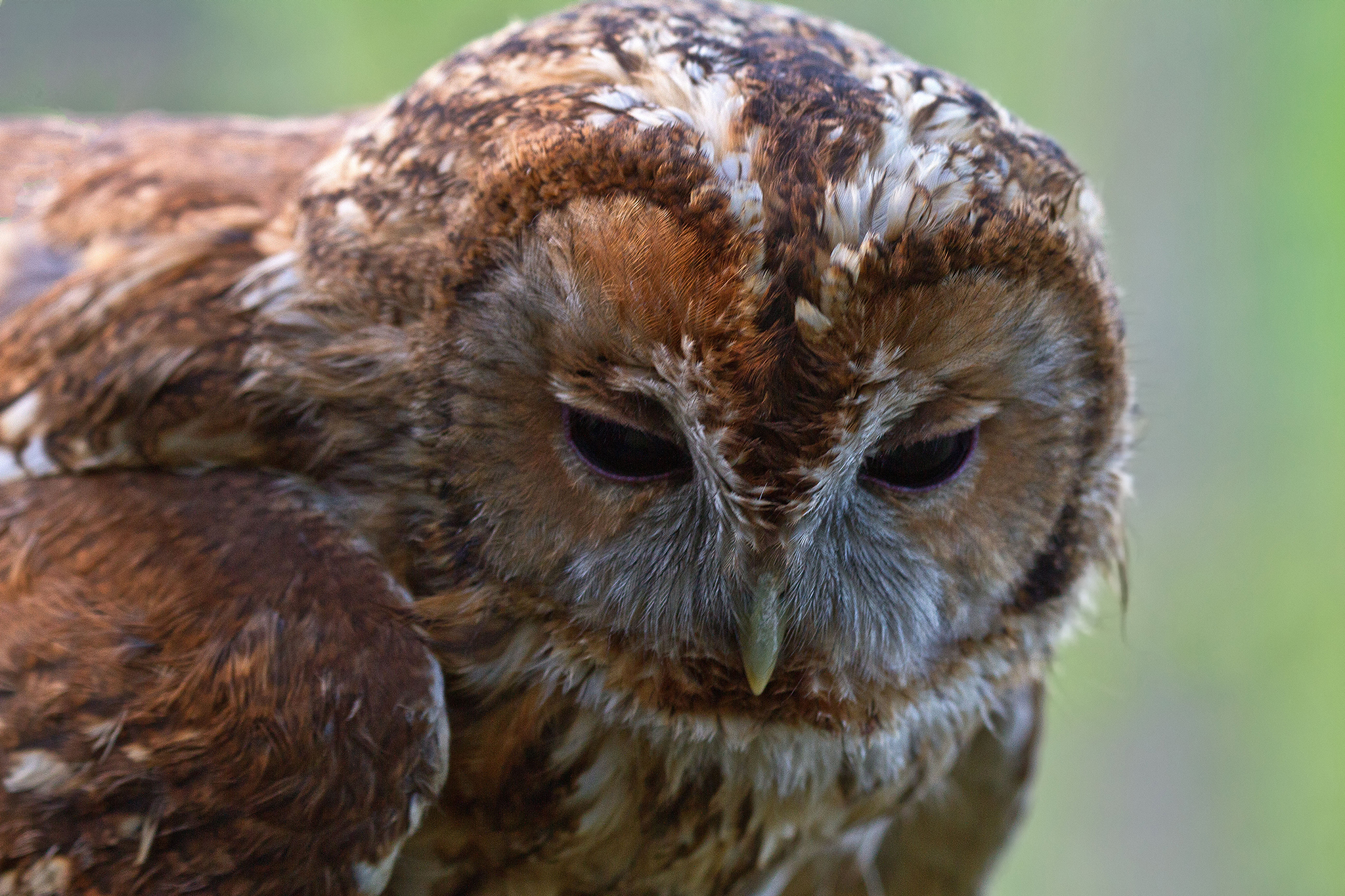 Tawny owl - Strix aluco