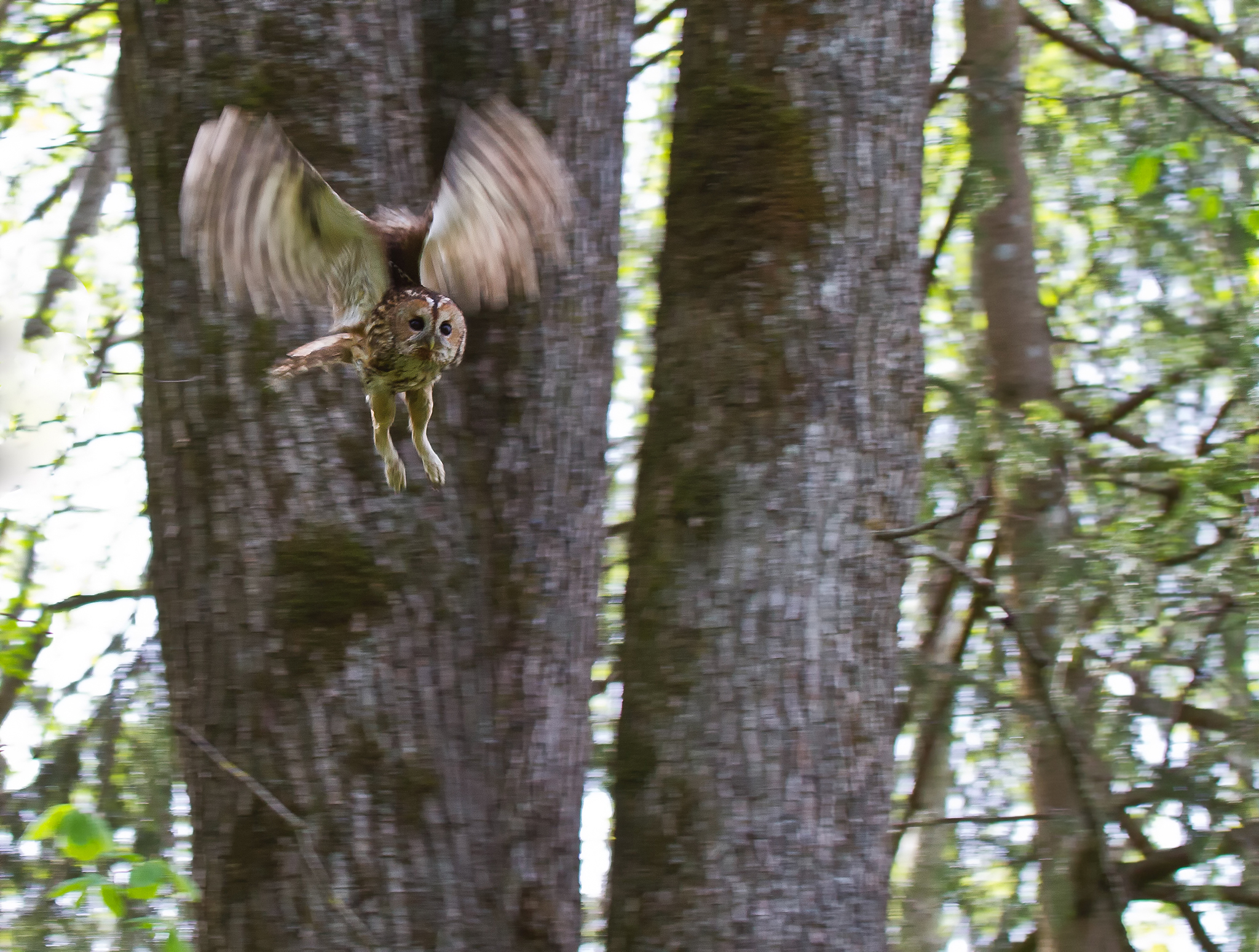 Tawny owl - Strix aluco