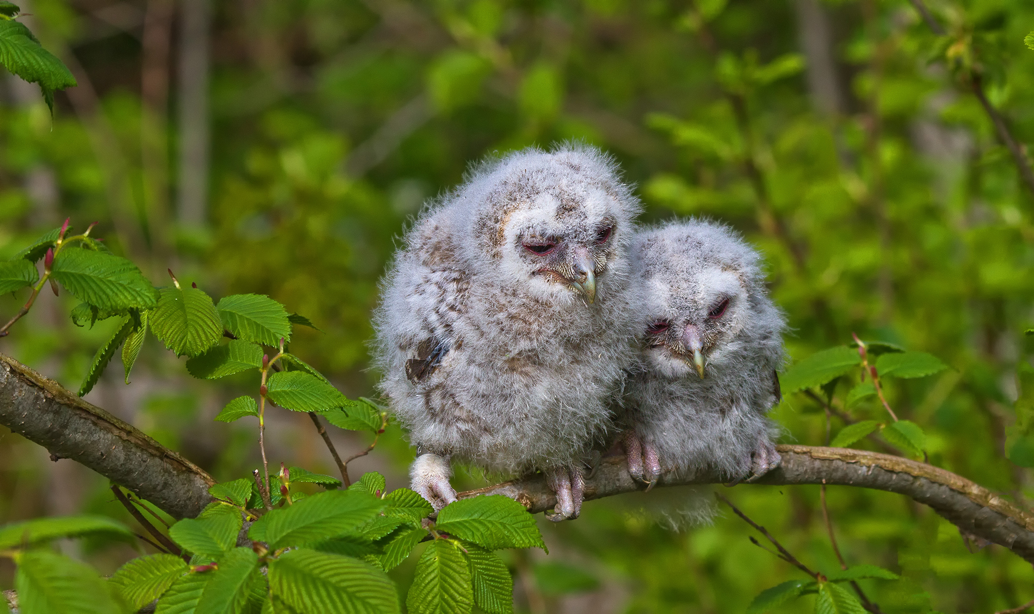 Tawny owl - Strix aluco