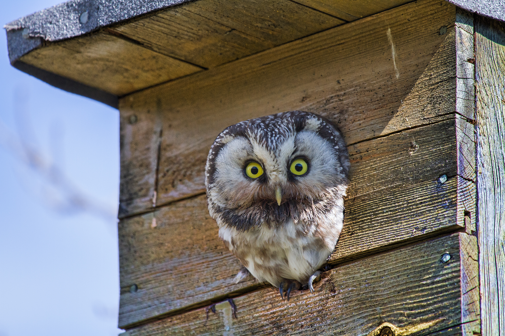  Tengmalm's owl . Aegolius funereus