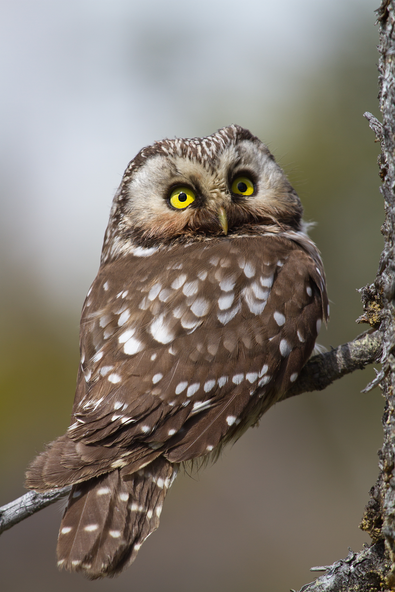  Tengmalm's owl . Aegolius funereus